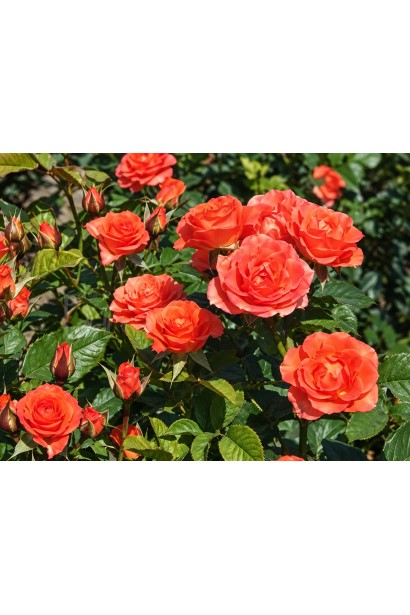 Spray Rose Alegria квіти